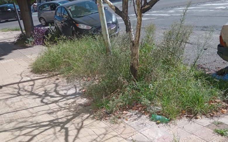 Vecinos denuncian por pasto largo y la basura que no se recoge a metros de la Municipalidad