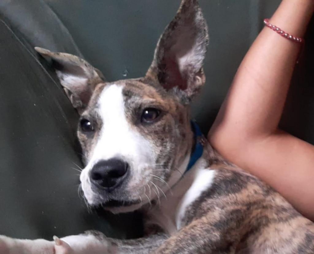 Se llevan una mascota y su familia está desesperada