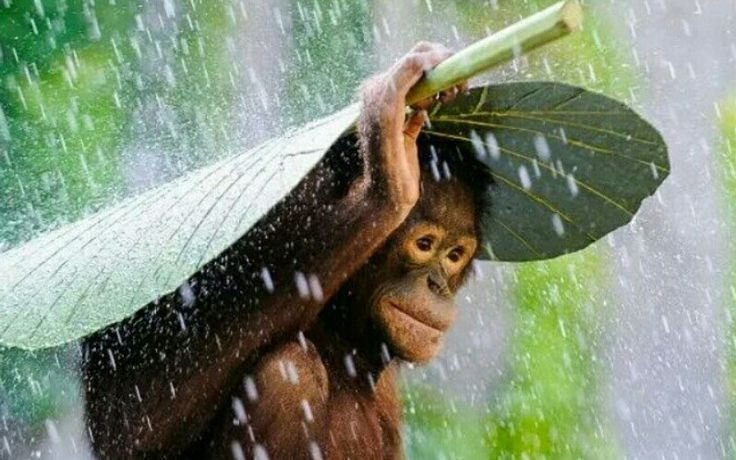 Lunes pasado por agua y con tormentas en La Plata: cómo sigue el clima