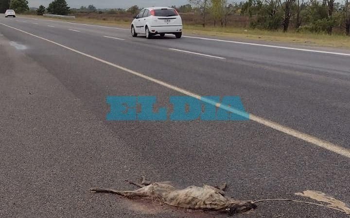 Advierten por animales muertos en la Autopista: "Es un peligro"
