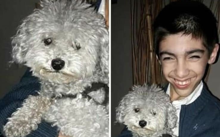 Desesperada búsqueda del perro de un joven con parálisis motriz en City Bell: “Está muy triste”