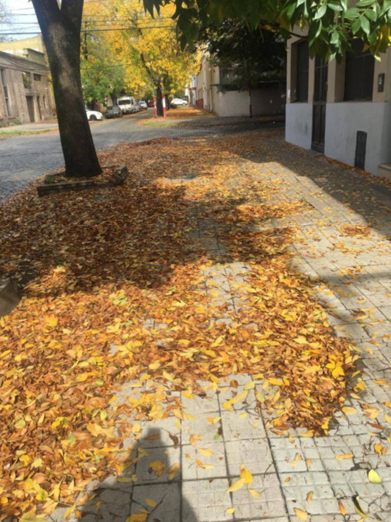 Hojarasca en una zona del barrio Hipódromo