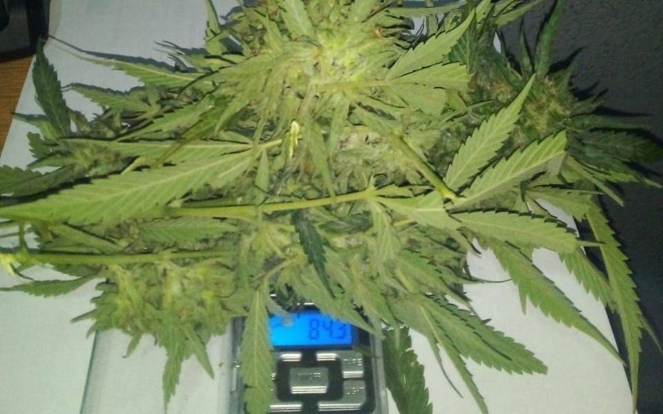 Iban en moto y llevaban una planta de marihuana en la caja de "Pedidos Ya": presos