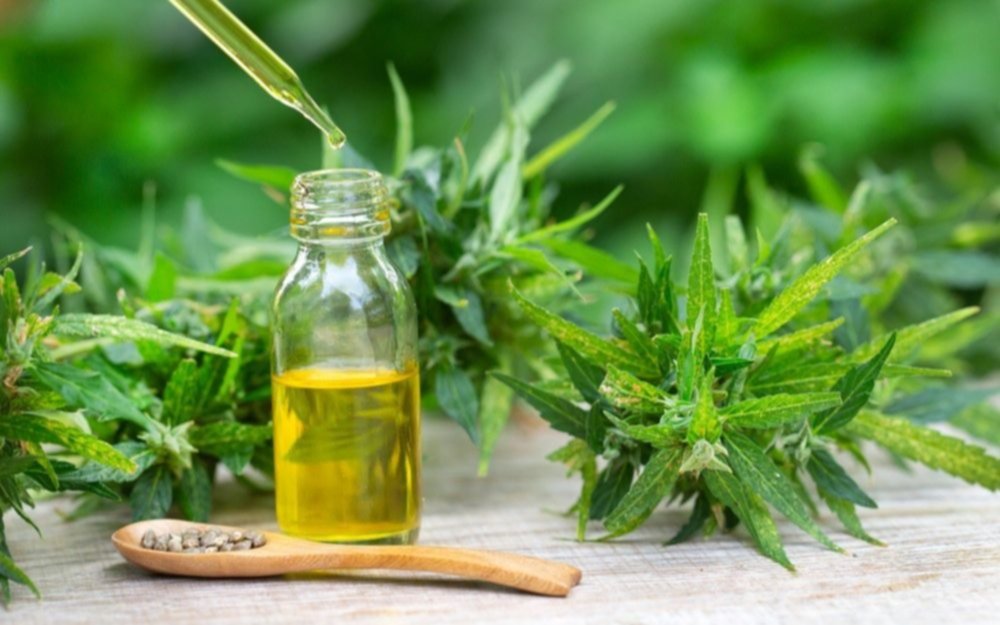En Misiones comenzarán a producir aceite de cannabis