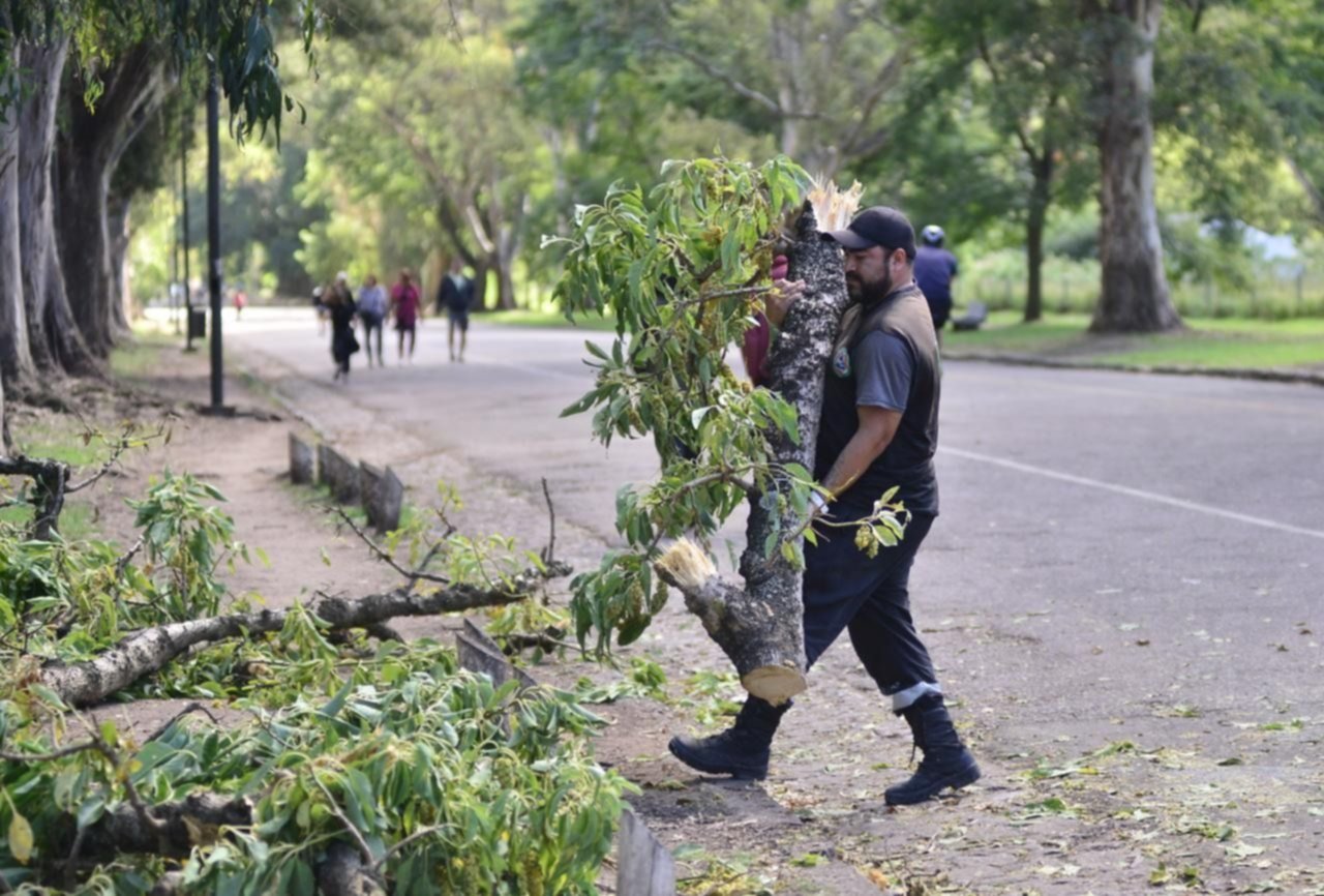 Caminaban en familia por el Bosque y se vino un árbol abajo: "Se salvaron de que no los aplaste"