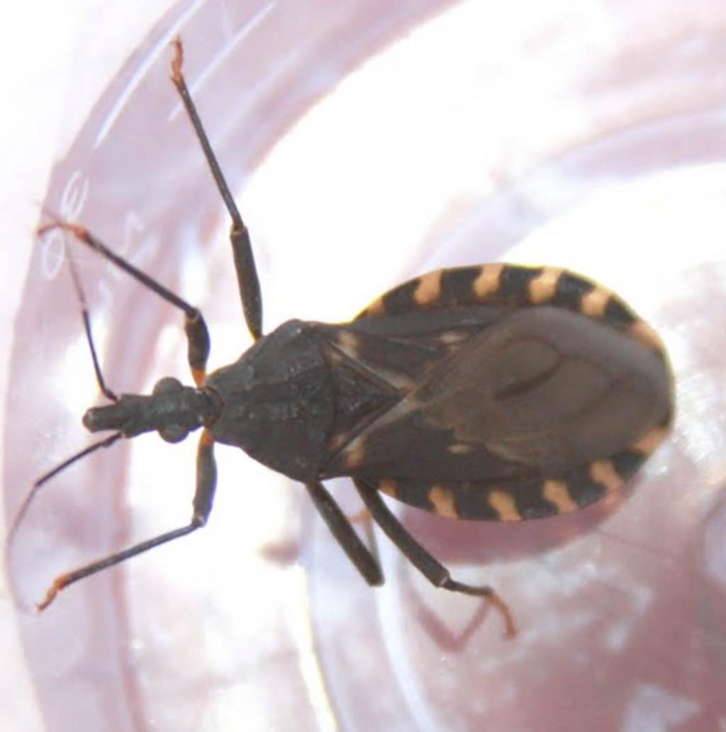 A 15 años de haber sido sancionada reglamentan la ley de Chagas