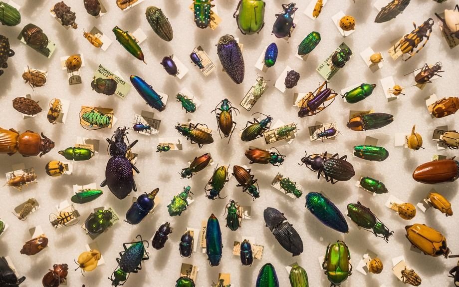 Apocalipsis de insectos: el preocupante informe que advierte por el colapso en los ecosistemas