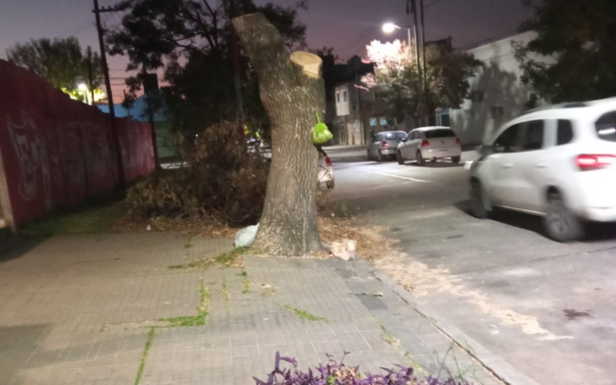 Así quedó un fresno y los vecinos de La Loma estallaron: "Esto  no es poda"