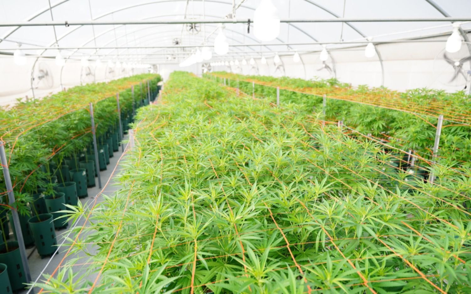 Jujuy inició la cosecha de cannabis medicinal 'más importante de Latinoamérica'