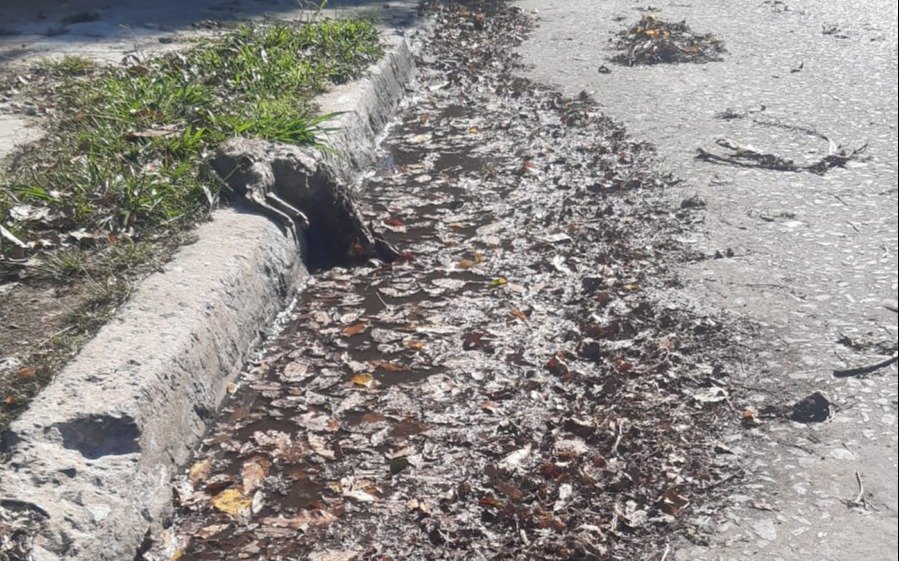 Calle 4, entre 69 y 70 : falta de limpieza y olores desagradables producidos por la presencia de animales muertos 