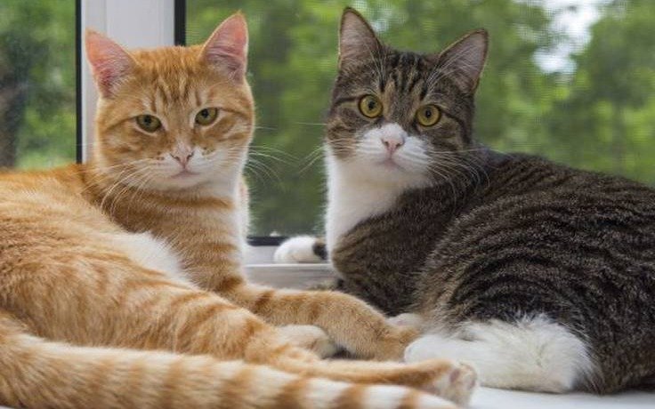 Los variados significados del ronroneo de los gatos 