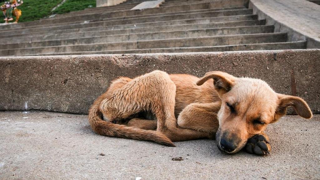 Piden penas más severas para los casos de maltrato animal