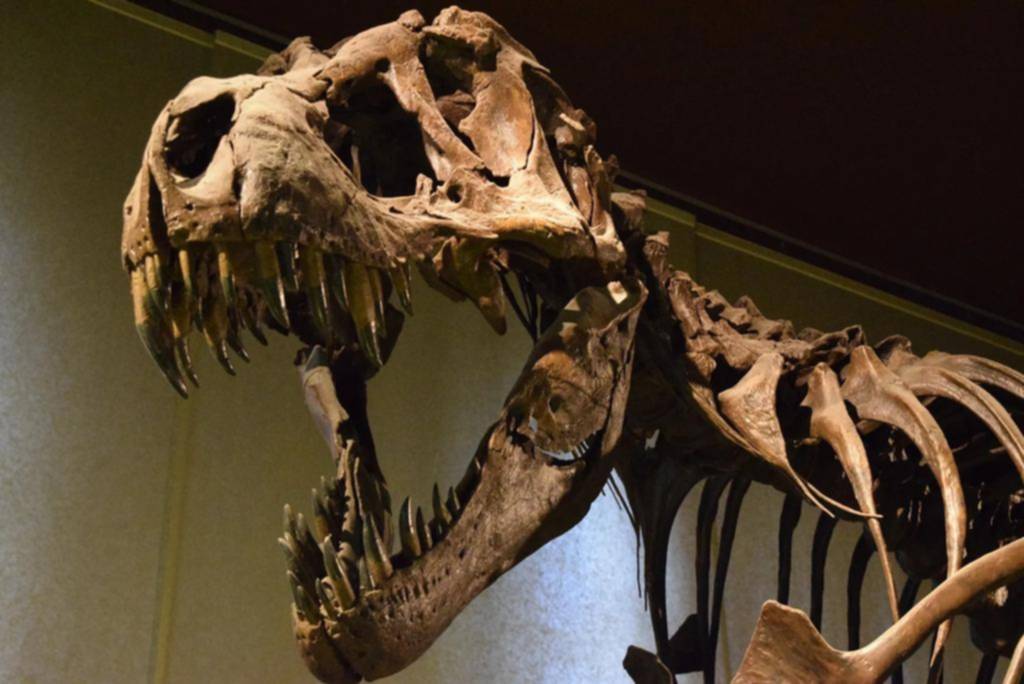 Se subastará en Suiza un esqueleto de T- Rex de 67 millones de años
