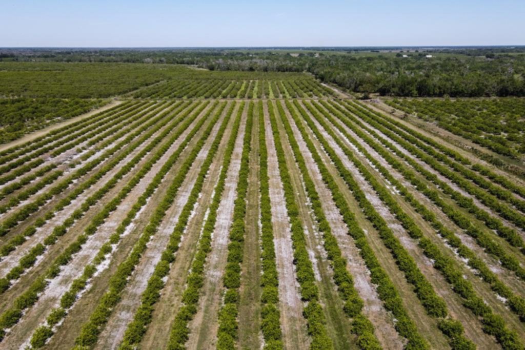 La naranja de Florida, una fruta emblemática, en uno de sus peores momentos