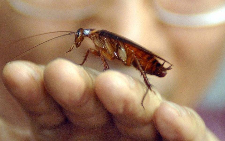 El veneno para combartir las cucarachas que genera el efecto contrario y provoca que se reproduzcan más