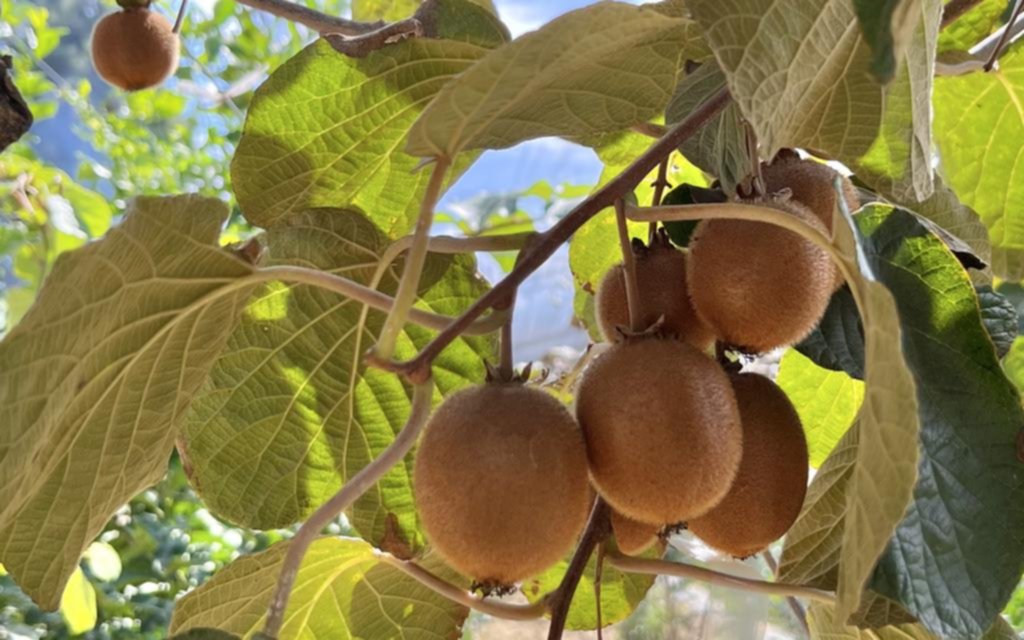 Temporada de kiwis