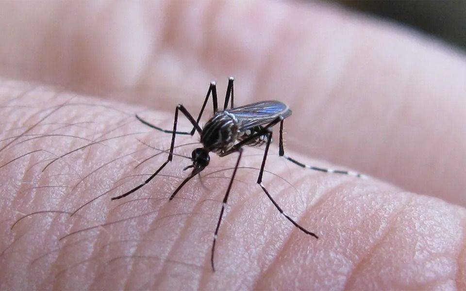  Casi la mitad de los casos de dengue en La Plata son autóctonos