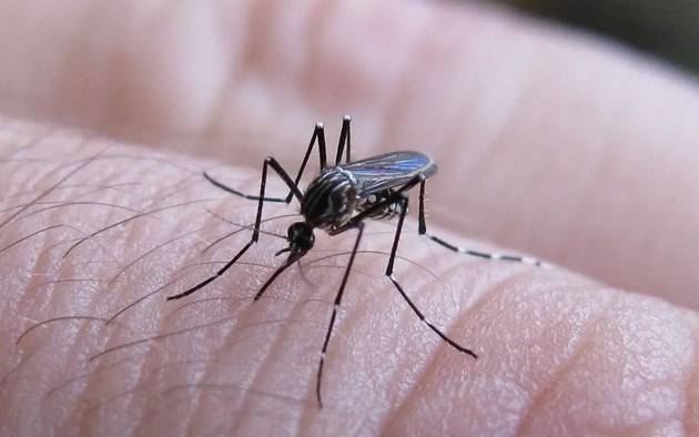 Casi la mitad de los casos de dengue en La Plata son autóctonos