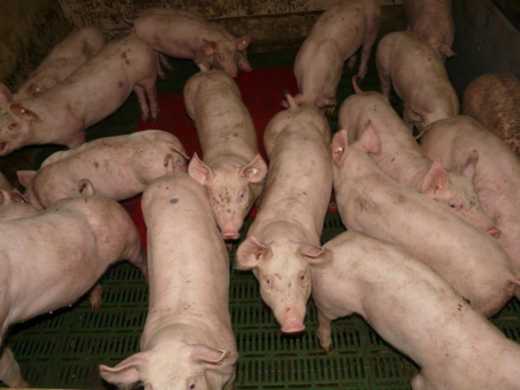 La producción y faena de cerdo fue récord en 2022 y va en crecimiento