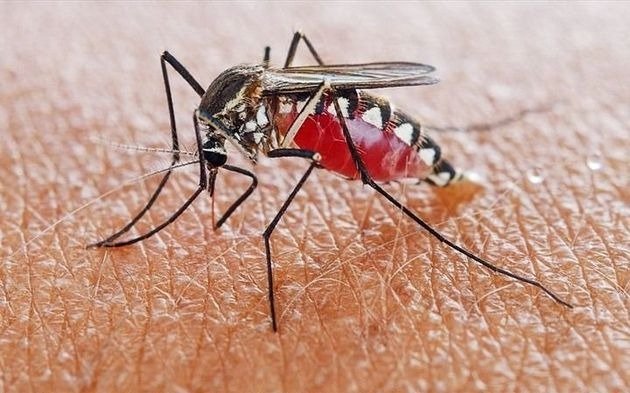 Dengue en Argentina: las zonas más afectadas del país por el brote de contagios