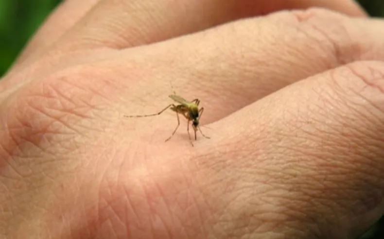 La fiebre Chikungunya creció un 40% en todo el país