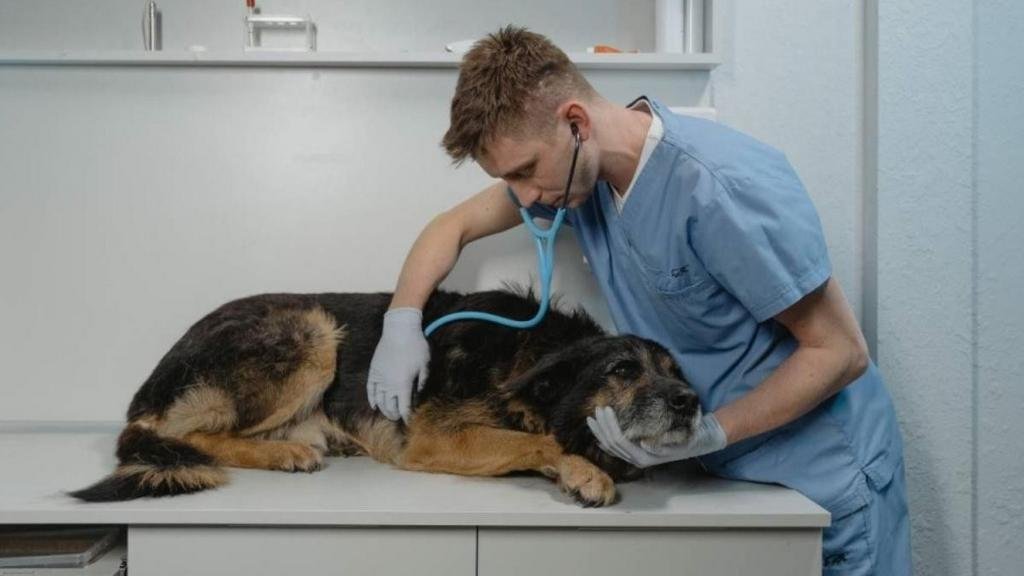 Recetas de veterinarios: se aceptarán en las farmacias
