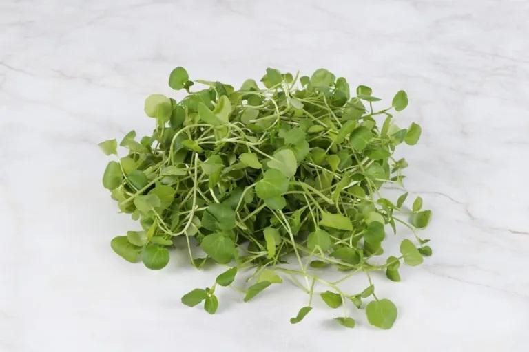 Berro, fuente de antioxidantes y vitaminas