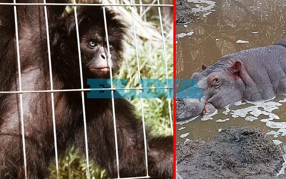 Hipopótamo, monos, pumas y más, los animales que "resisten" en el ex Zoo de La Plata: piden traslado a santuarios