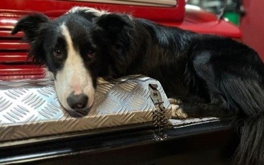 Quilmes: bomberos pagaron rescate para recuperar su perro 