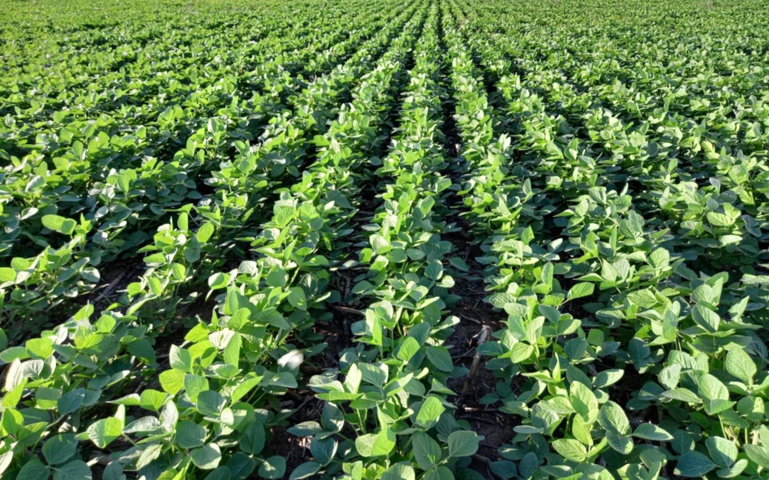 Productores confirmaron que la venta de soja llegó a 214 mil toneladas