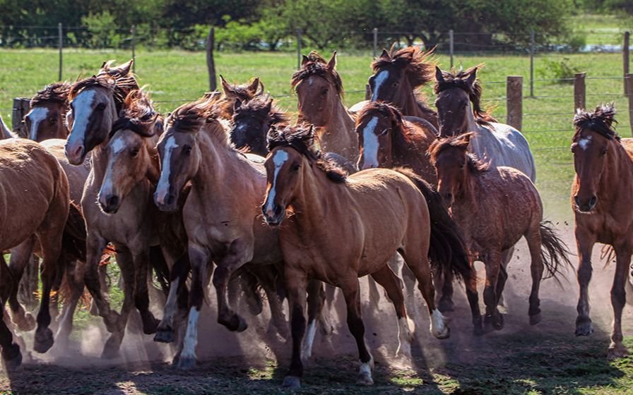 Científicos platenses comprobaron comprueba los aportes de los linajes foráneos al caballo criollo argentino