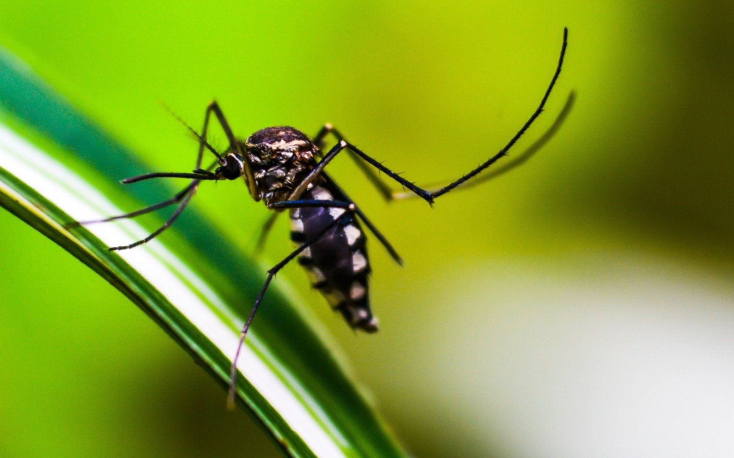 El dengue no da tregua pese a las bajas temperaturas y crecen los contagios en la Provincia