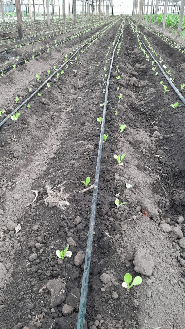 “Fue algo terrible, todo lo que plantábamos se quemaba”