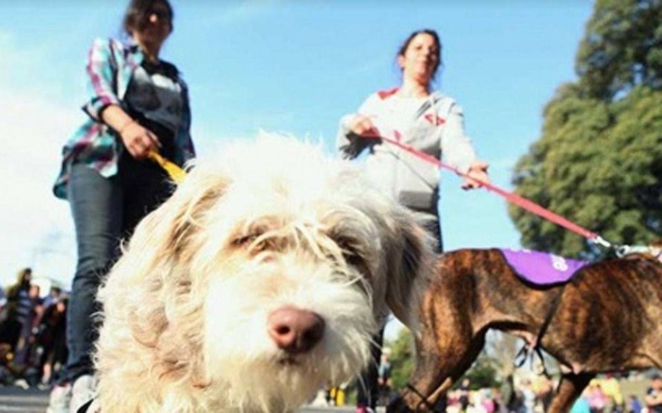 Buscan que por ley se reconozca a las mascotas como parte de la familia