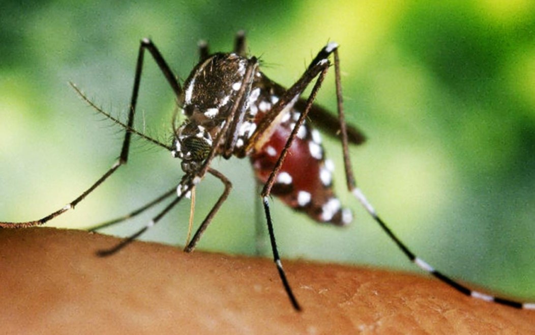 Confirman más de 56 mil casos de dengue y más de 1200 de chikungunya en todo el país