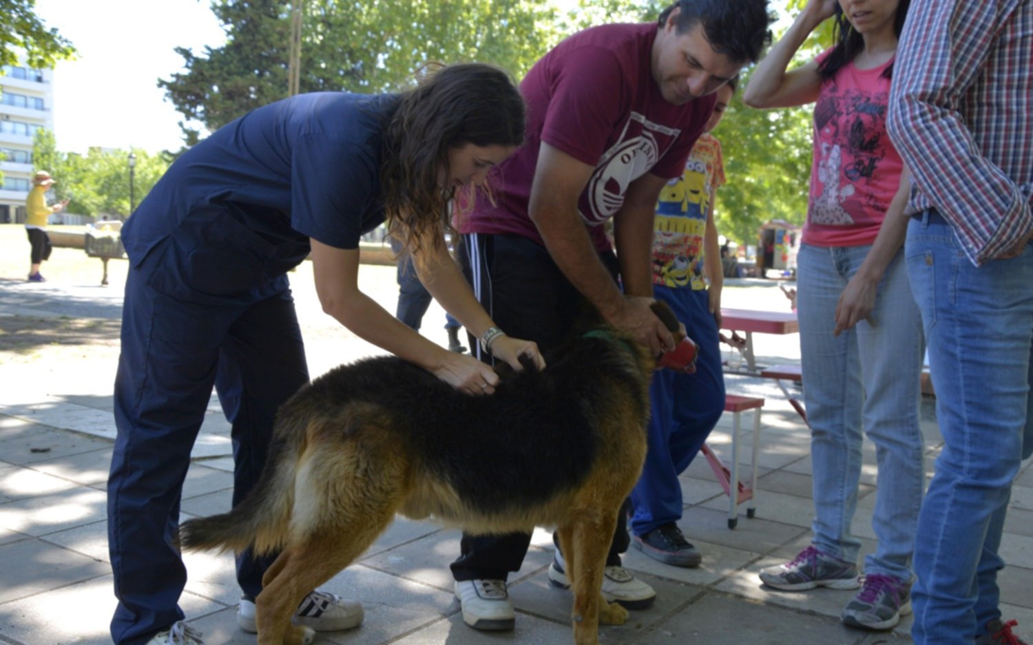 En qué barrio de La Plata se podrá vacunar perros y gatos gratis esta semana
