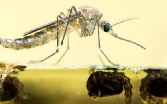 Casi 50 casos de dengue en La Plata y 20 son autóctonos