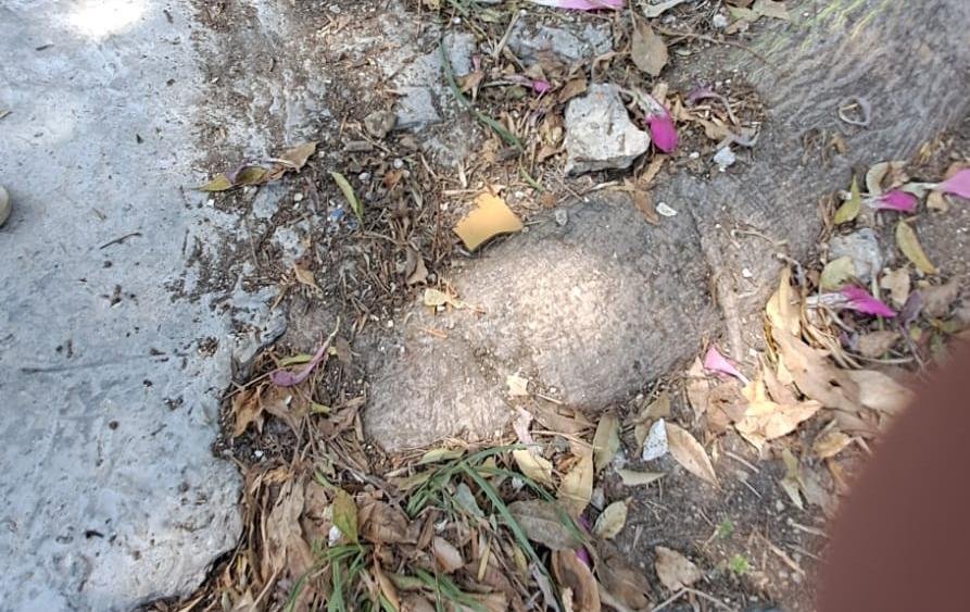 Reclamo por un árbol que puede destruir caños de gas
