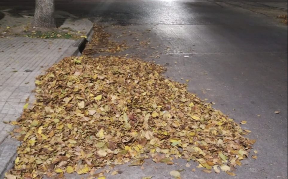 Crece la preocupación en barrios de La Plata por la acumulación de hojas: "Se forman montañas"