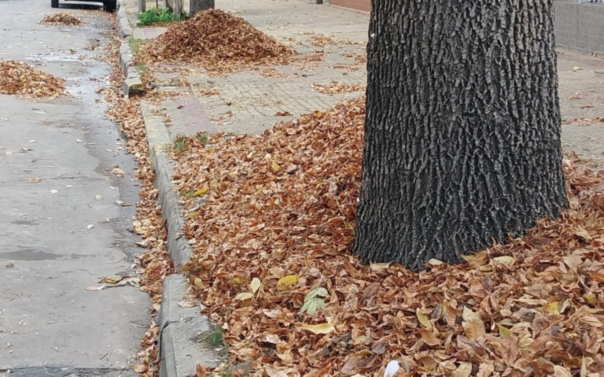 Continúan las quejas vecinales en La Plata por montañas de hojas en calles y veredas: "No tenemos por donde caminar"