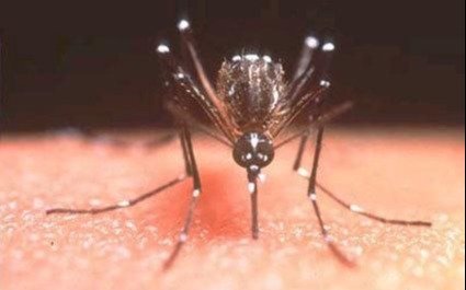 Con más de 70 mil casos, Argentina tiene récord de contagio de dengue