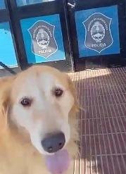 La idea de faenar a un perro causó un escándalo en Villa Elvira