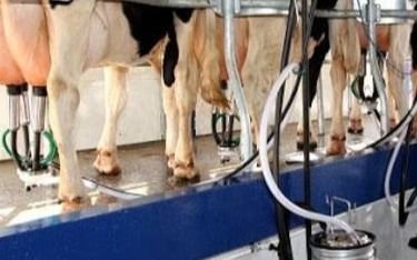 Alarma en EE UU por gripe aviar "altamente patógena" detectada en vacas lecheras