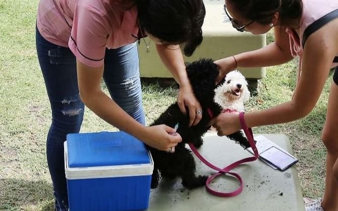 Vacunación gratuita de perros y gatos en La Plata: en qué barrios estará la posta veterinaria esta semana