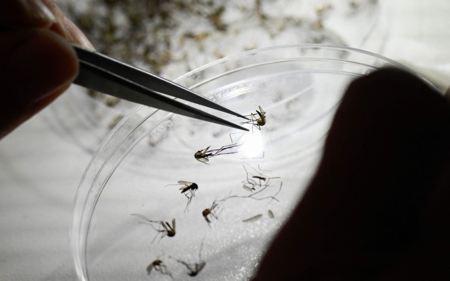 Dengue: el Gobierno cuestionó la eficacia de la vacuna y apuntó a la gestión de Fernández 