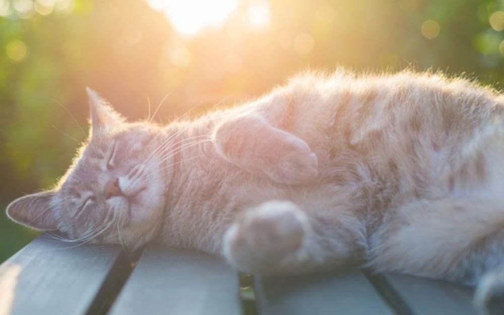 Domingo con solcito y muy agradable en La Plata: así estará la temperatura