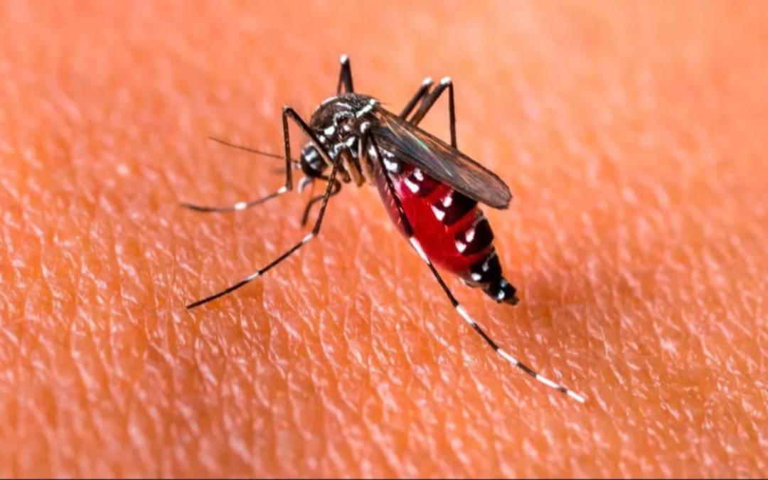 Se eleva a 161 la cifra de víctimas fatales por dengue y hay más de 230 mil casos registrados