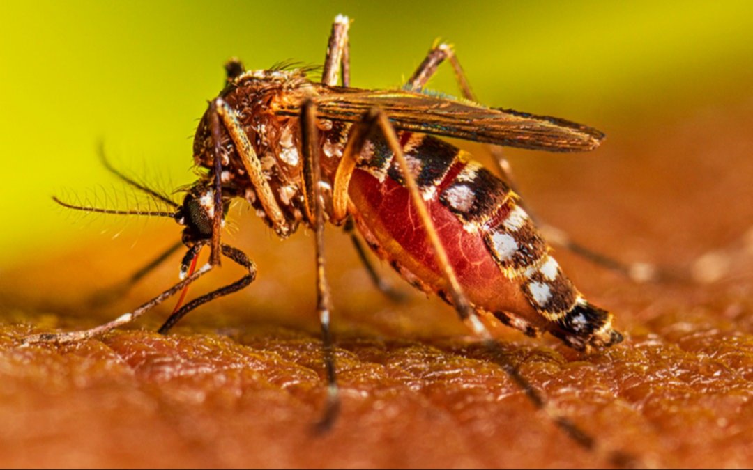 Ascienden a 65.000 los casos de dengue en la Provincia: tendencia a la baja pero con alta demanda en los hospitales