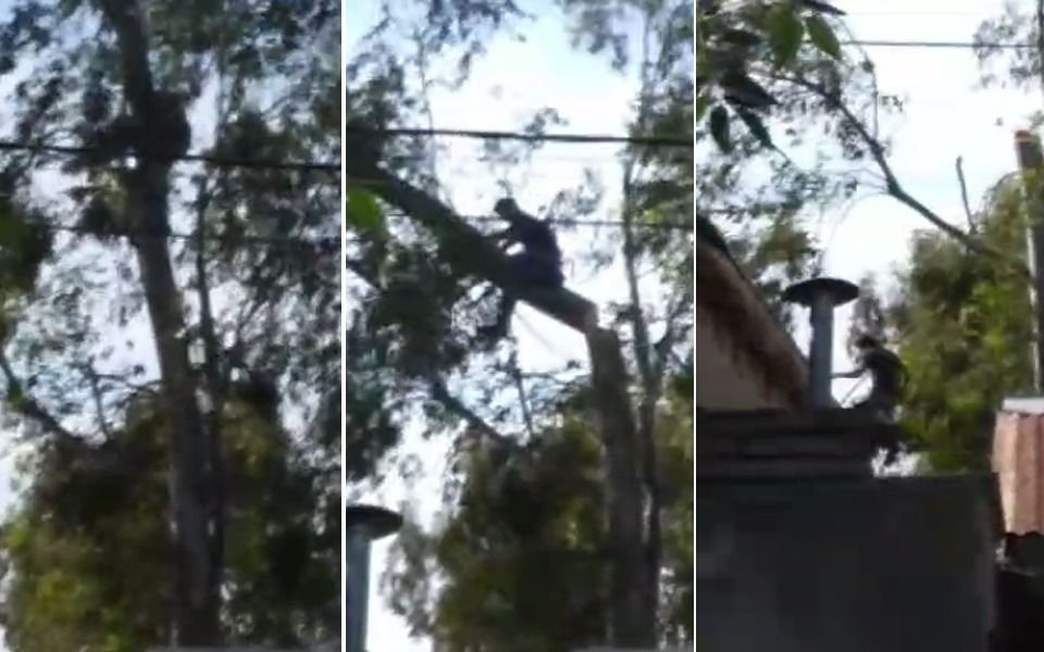La Plata: podaba un árbol en las alturas, cedió el tronco y cayó desde varios metros
