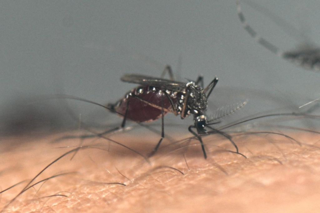 Dengue: el riesgo seguirá a pesar del frío